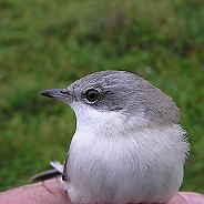 Ärtsångare, Sundre 20120826