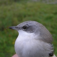 Föregående