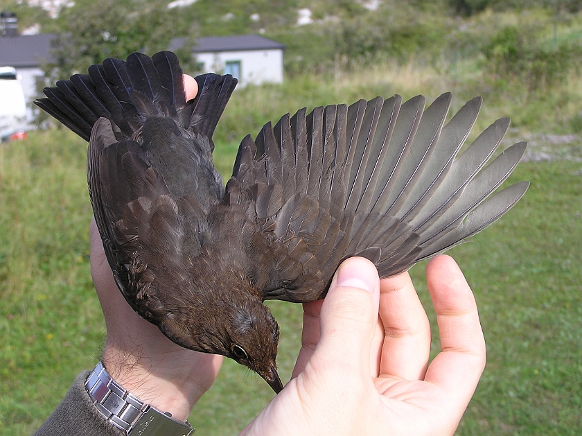 Common Blackbird, Sundre 20120826