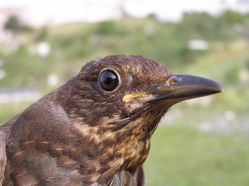 Common Blackbird, Sundre 20120826