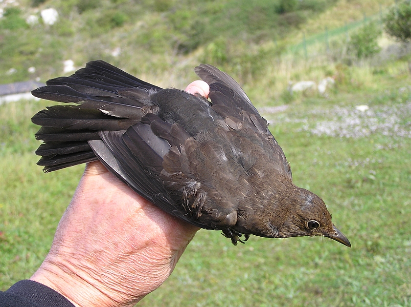 Common Blackbird, Sundre 20120826