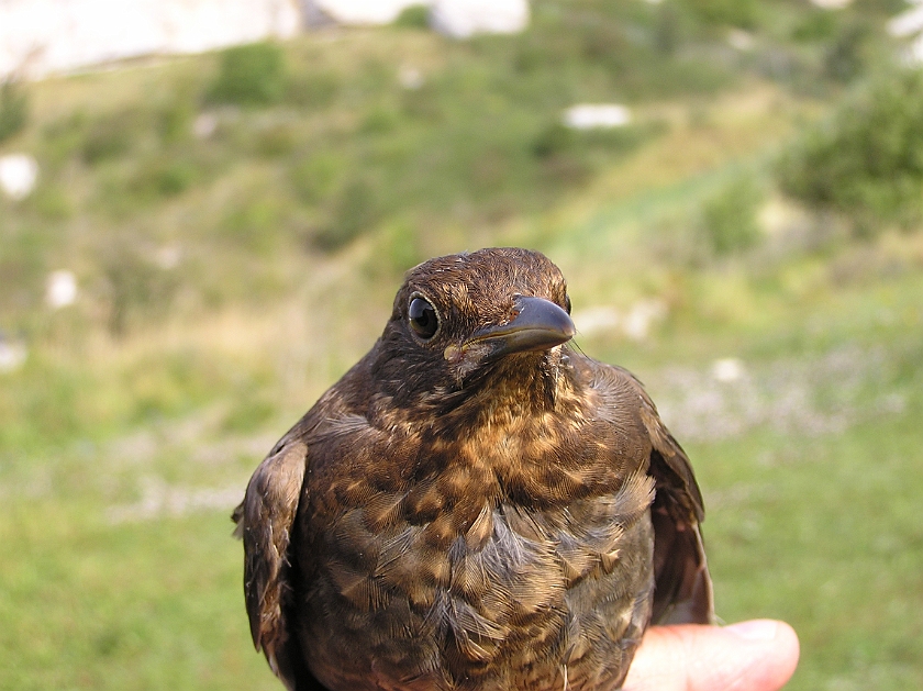 Common Blackbird, Sundre 20120826