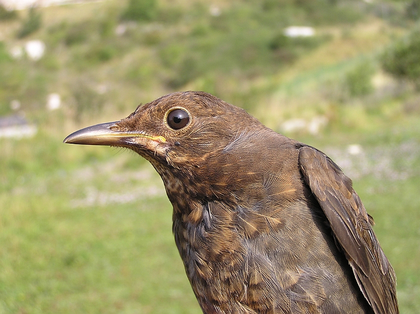 Common Blackbird, Sundre 20120826