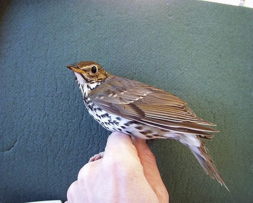 Song Thrush, Sundre