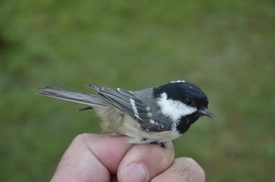 Coal Tit, Sundre 20120822