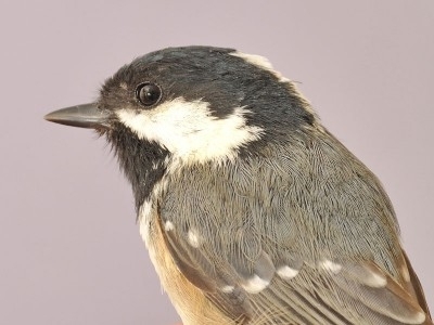 Coal Tit, Sundre 20120908