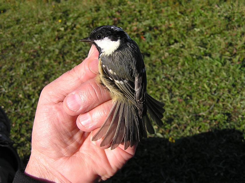 Coal Tit, Sundre 20120828