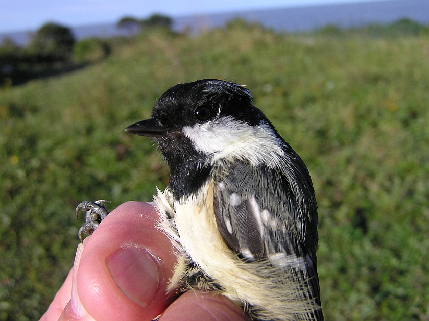 Coal Tit, Sundre 20120828