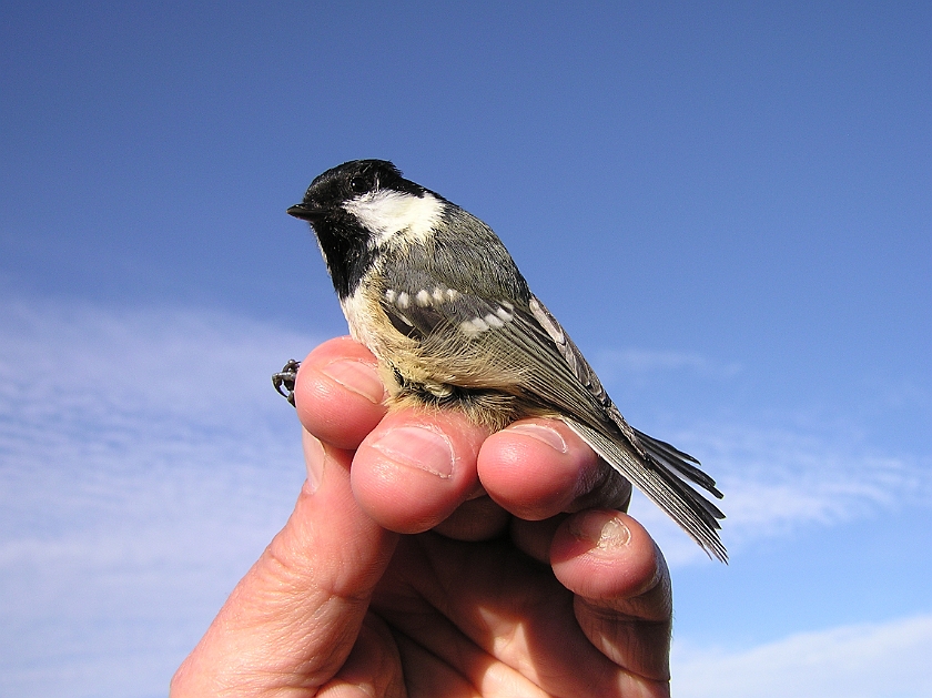 Coal Tit, Sundre 20120828