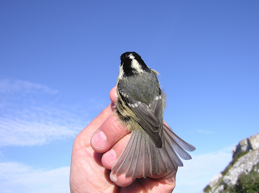 Coal Tit, Sundre 20120828