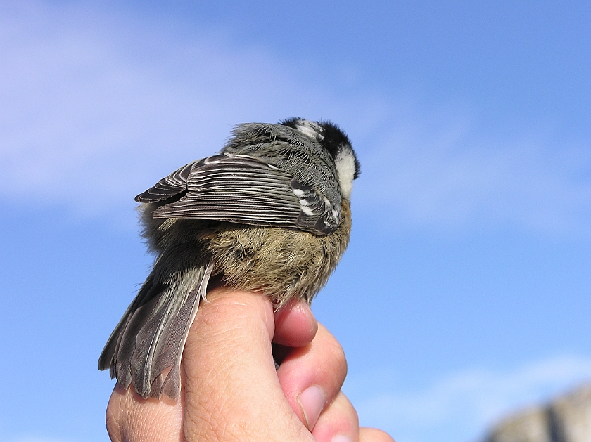 Coal Tit, Sundre 20120828