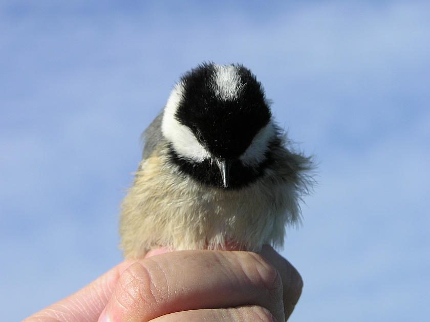 Coal Tit, Sundre 20120828