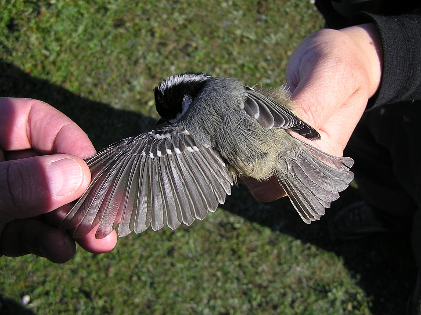 Coal Tit, Sundre 20120828