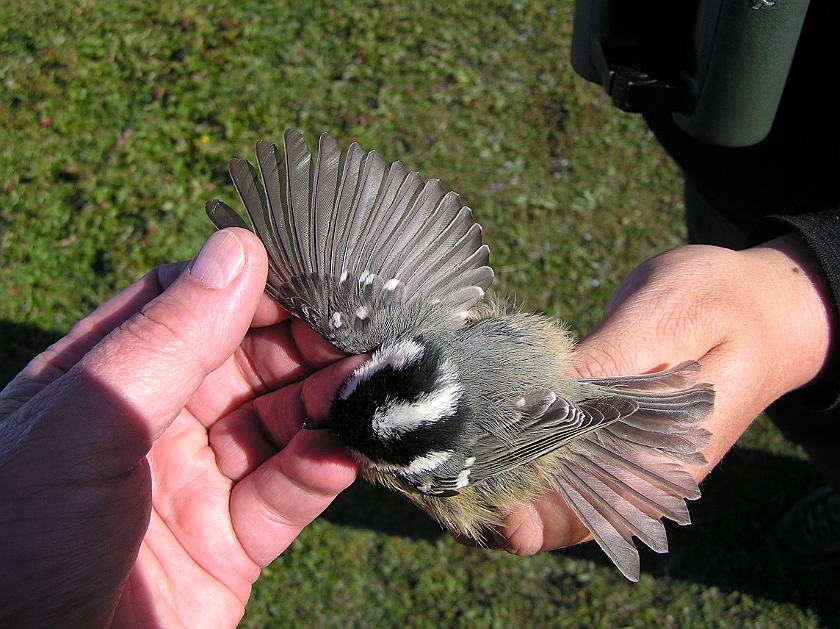 Coal Tit, Sundre 20120828