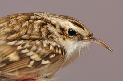 Eurasian Treecreeper, Sundre 20120911