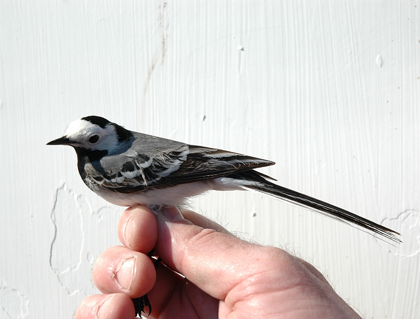 White Wagtail, Digrans