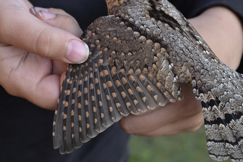 Eurasian Wryneck, Sundre 20120817