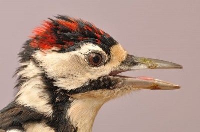 Great Spotted Woodpecker, Sundre 20120910